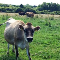 TRAINING - I REALLY dont like coming across cows!!!